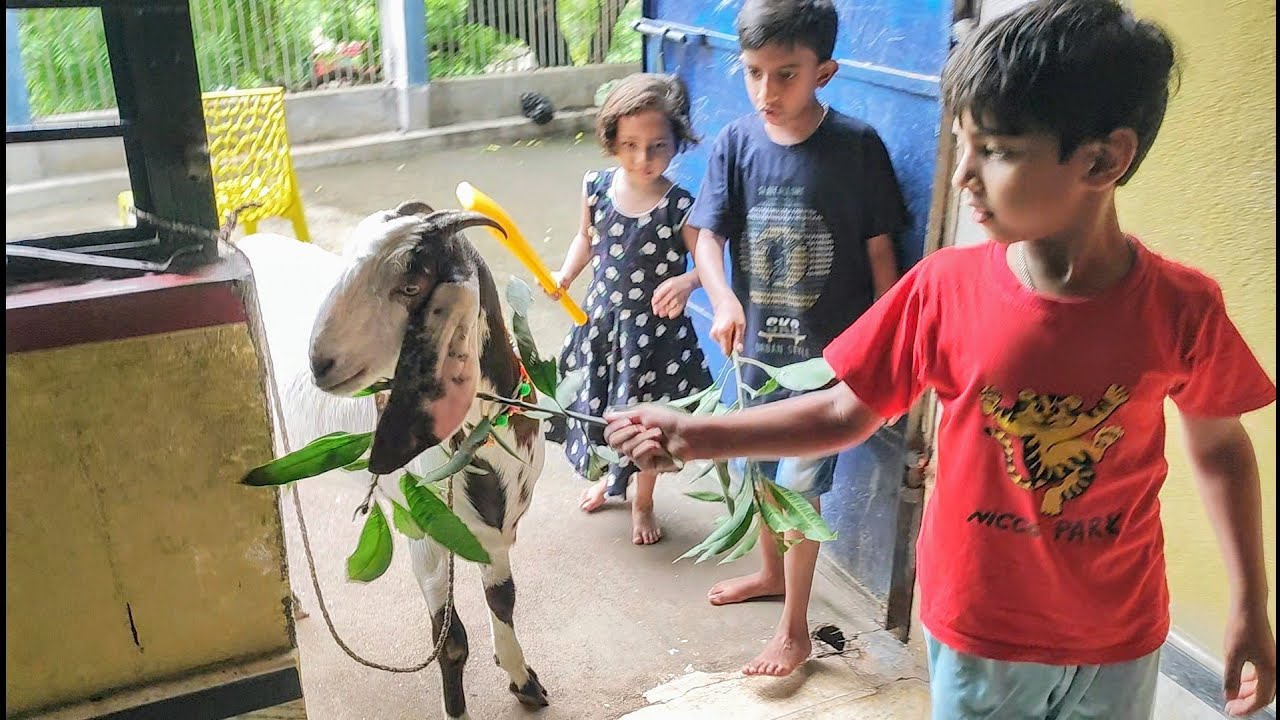 Finally Bakra 🐐 Came For Bakra-Eid Guys .......................