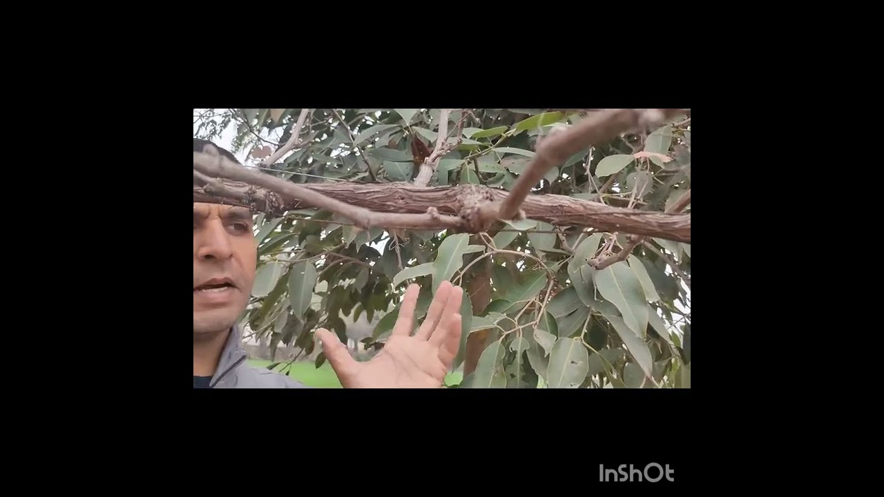 How to prune Different verities of grapes अंगूर की विभिन्न किस्मों की कटाई चटाई कैसे करें