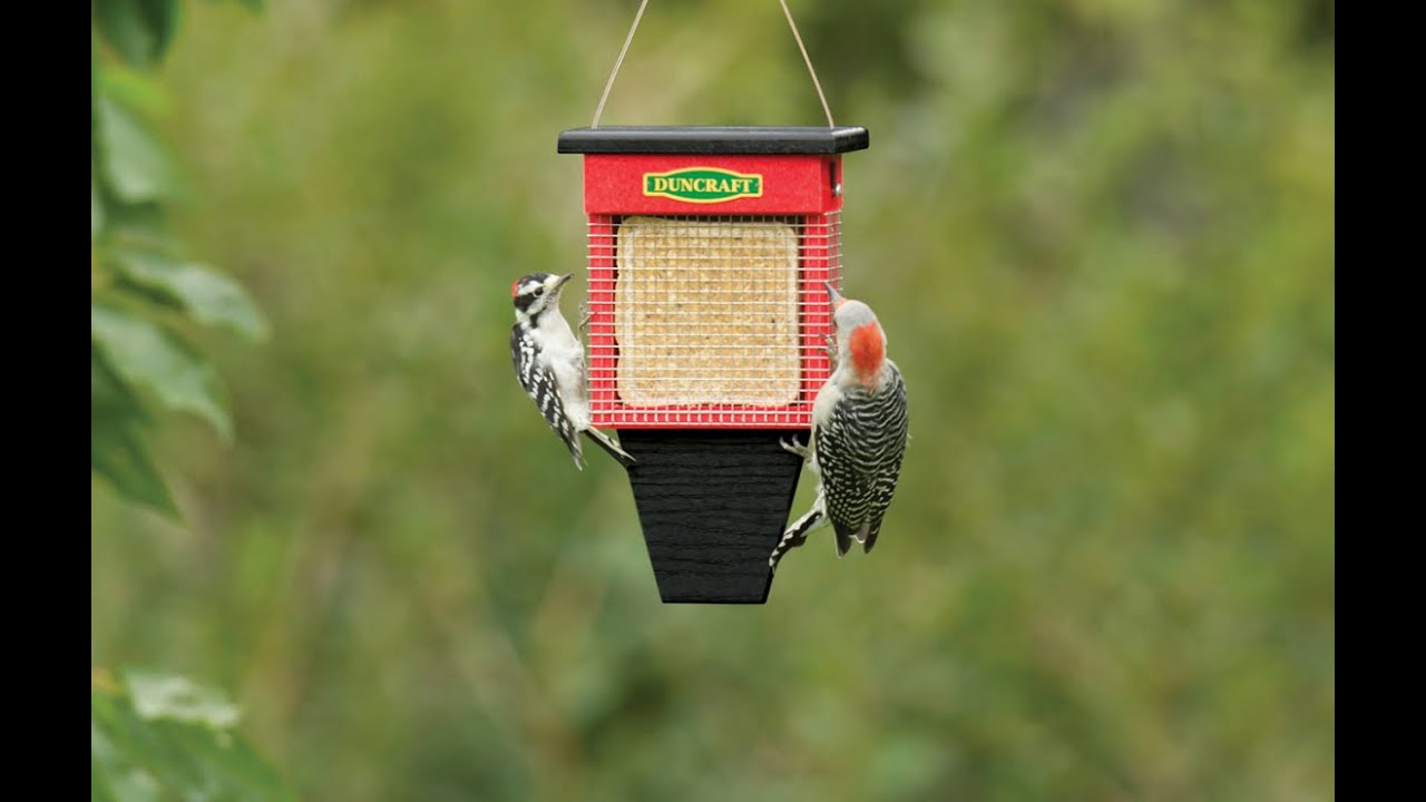 4467 Three Woodpecker Suet Shield Wrap Feeder, available exclusively at duncraft.com