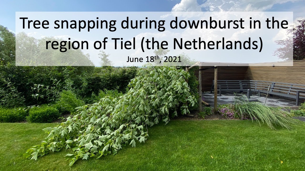 Tree Snaps During Downburst as Thunderstorm Moves over Tiel, The Netherlands, 18 June 2021