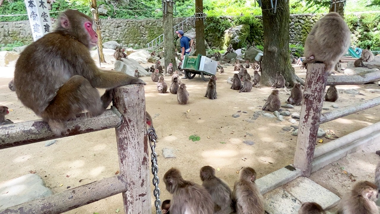 Целых 1000 обезьян!? Поездка на гору обезьян в Японии!!! | Takasaki Wild Monkey Park🐒