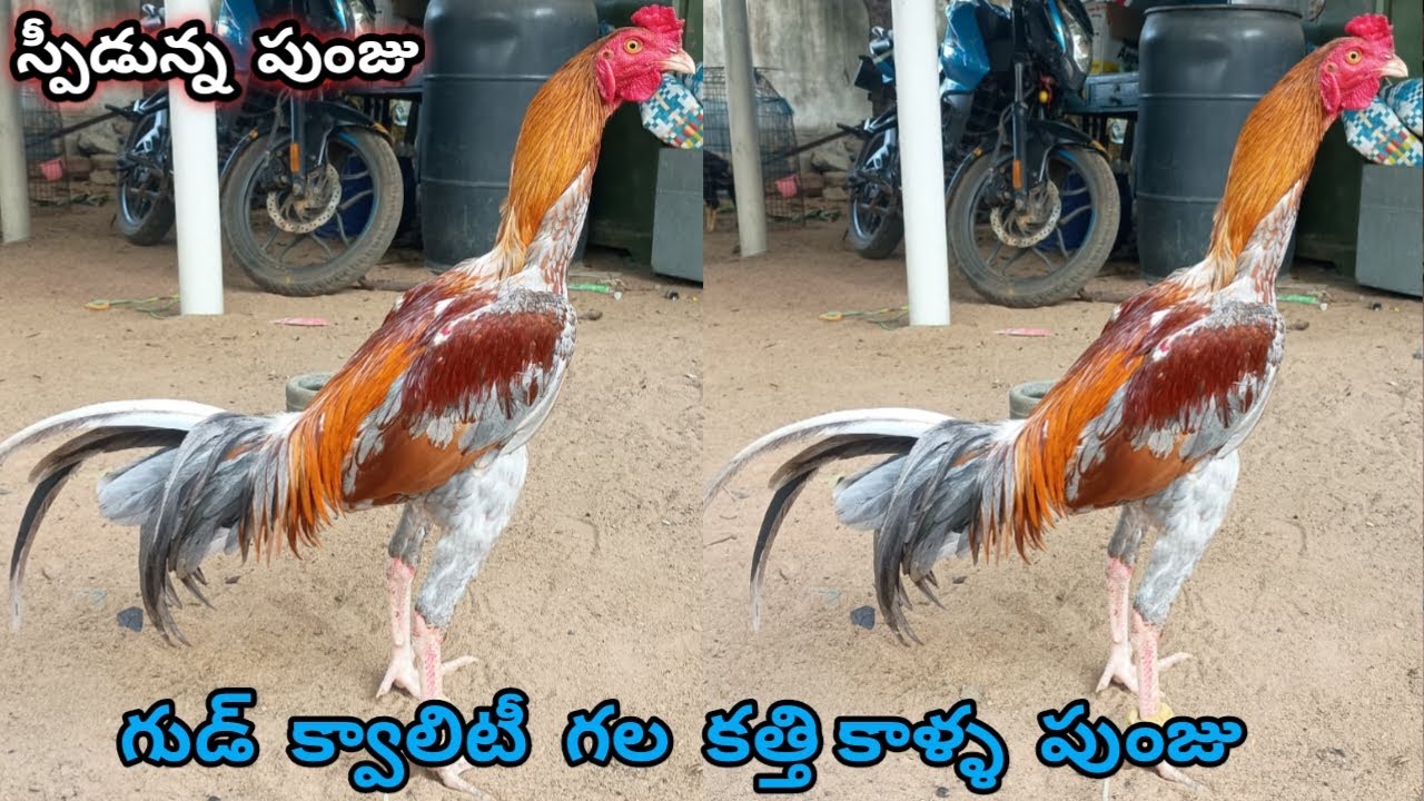 మంచి క్వాలిటీ మరియు తపిని కలిగిన కత్తికాళ్ళ పుంజు||8074334157||Pasima Maila Punju||#sravanifarms...!