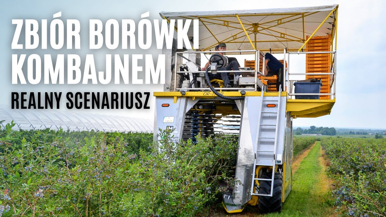Zbiór borówki kombajnem - realny scenariusz