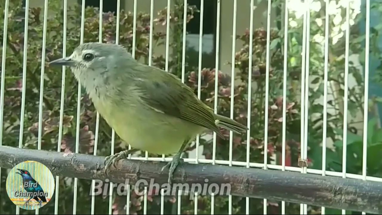 burung opior jawa gacor AMPUH buat masteran burung opior bahan dan burung opior malas bunyi
