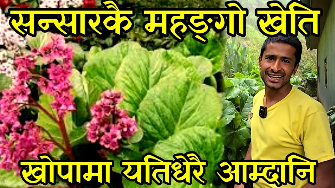 किलोकै 5 लाख पर्ने जडिबुटिको खेतिपातिमा लागेका काफ्ले भाइ,माटोको घारमा मह उत्पादन गर्दै agriculture 