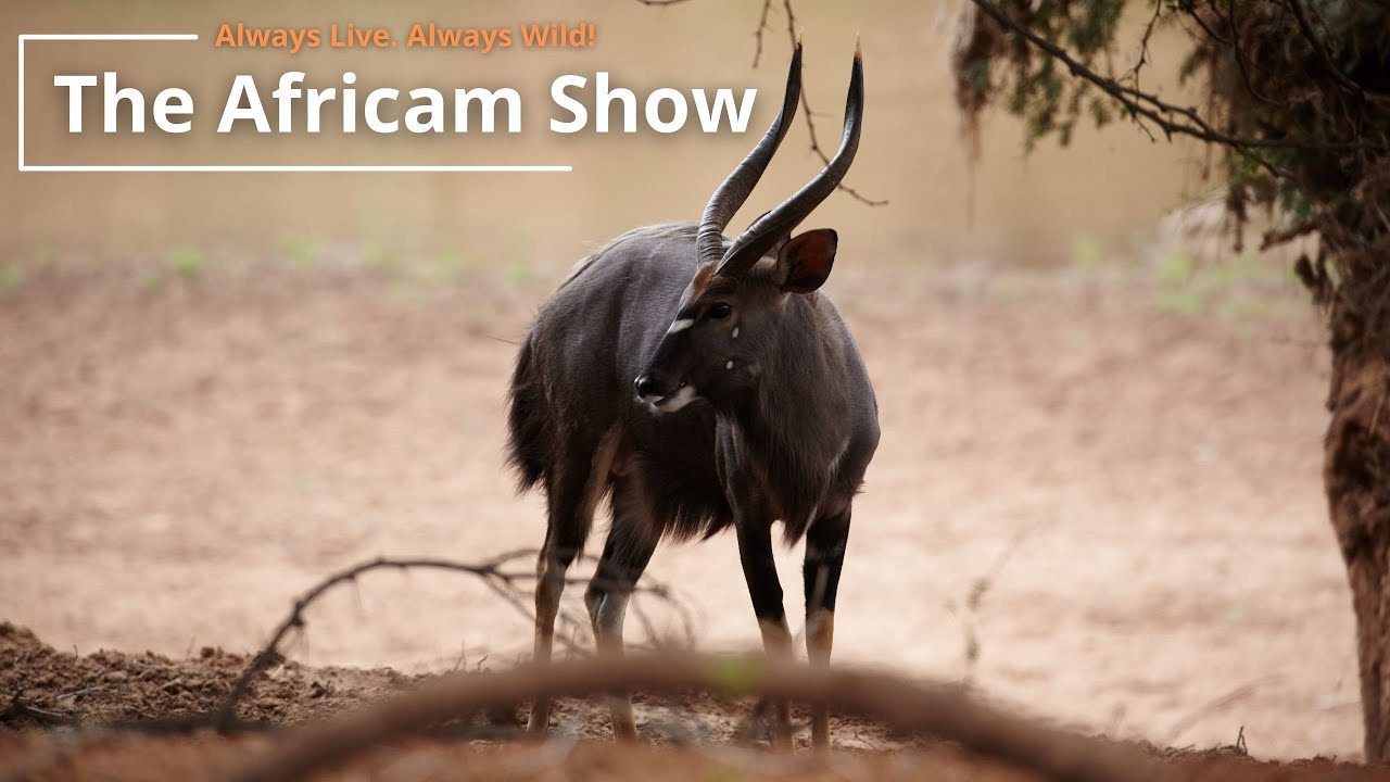The Africam Show | 9.13.22