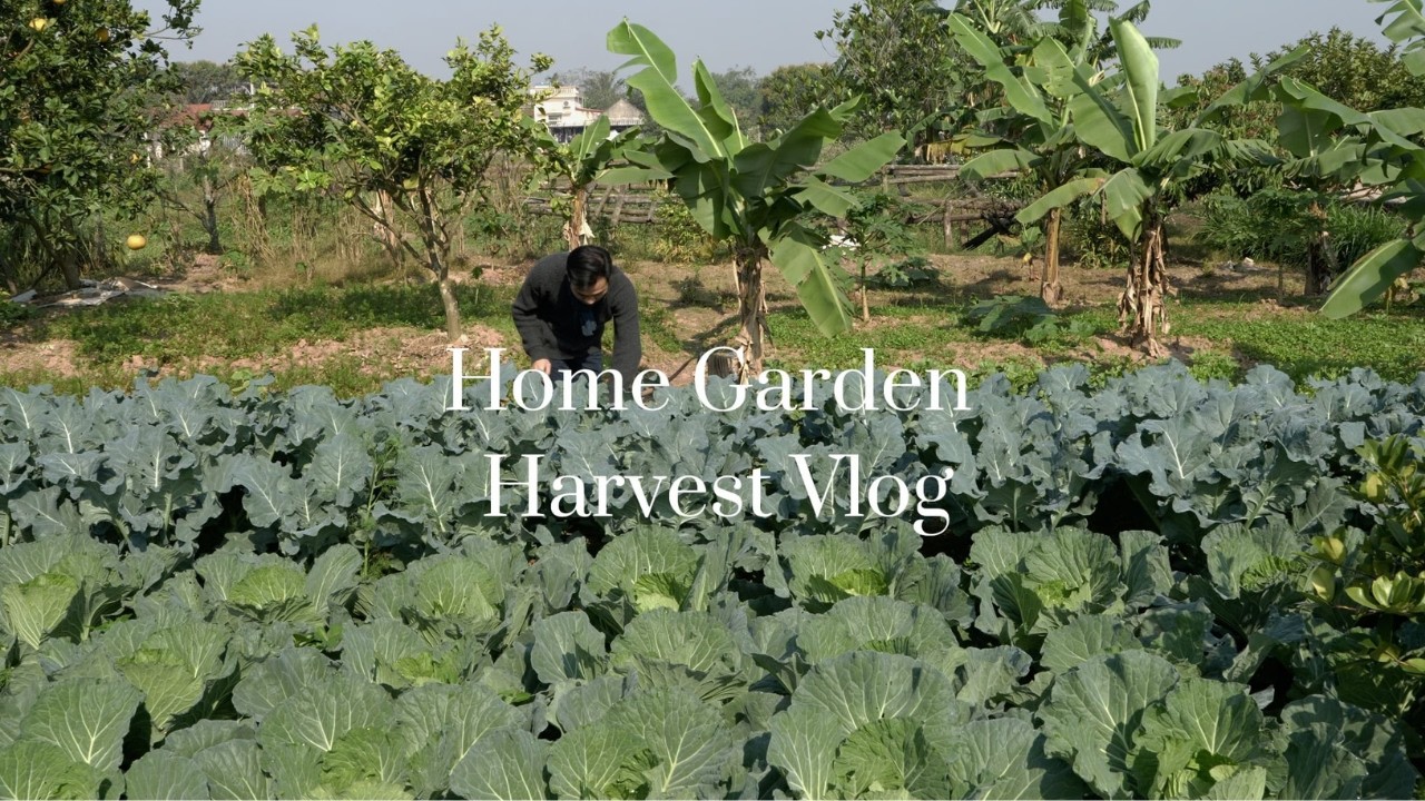 #11 From Garden to Table 🌱 A Simple & Peaceful Life | Cuộc sống tự cung tự cấp - giản dị bình yên