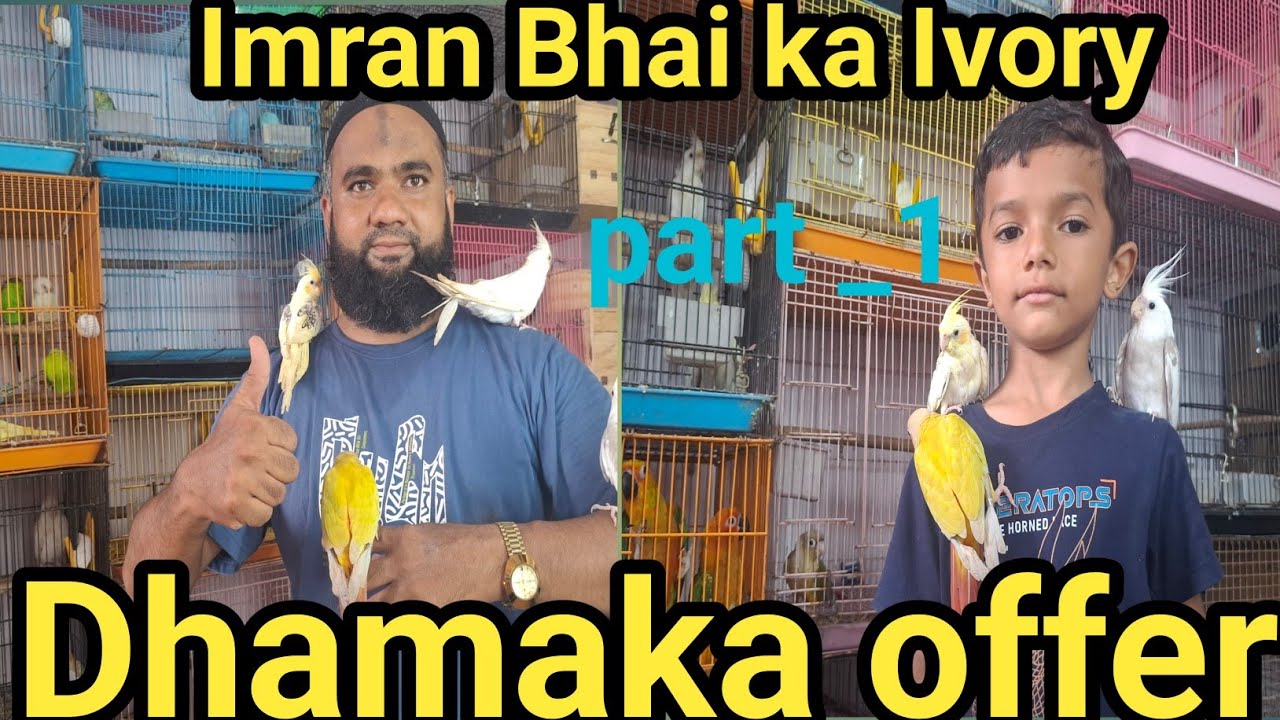 Imran Bhai Ka Ivory Bird Setup | Dhamaka Offer 🔥 Sabse Saste Birds 🦜 | Part _1 _  exotic bird's sel.