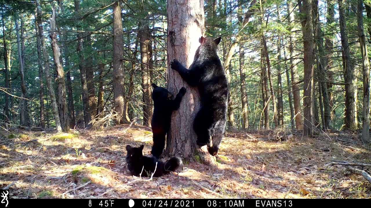 Bear Marking Tree Sow with Cubs April 2021