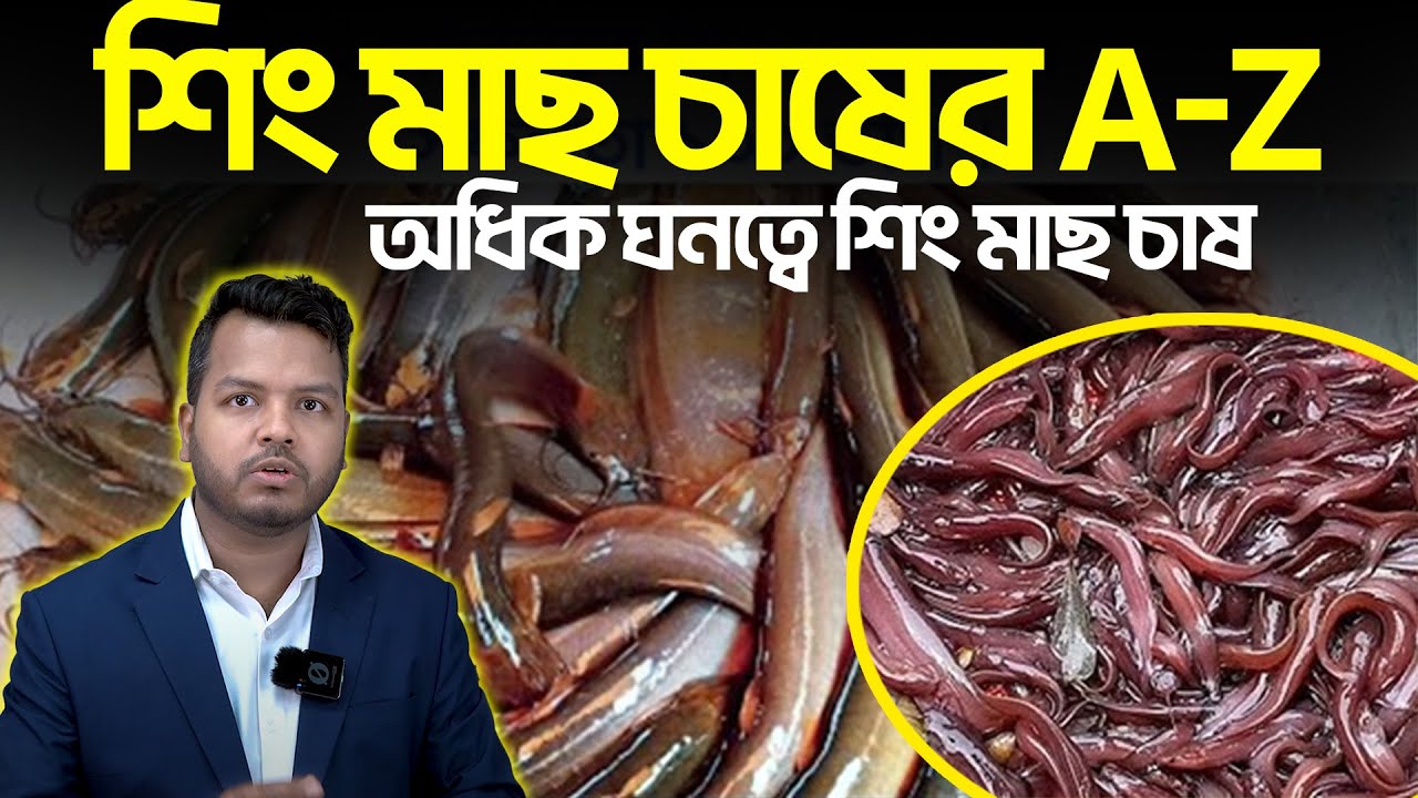 শিং মাছ চাষের A-Z || Shakib Agro || হাইব্রীড শিং || দেশি শিং মাছের চাষ || অধিক ঘনত্বে শিং মাছ চাষ