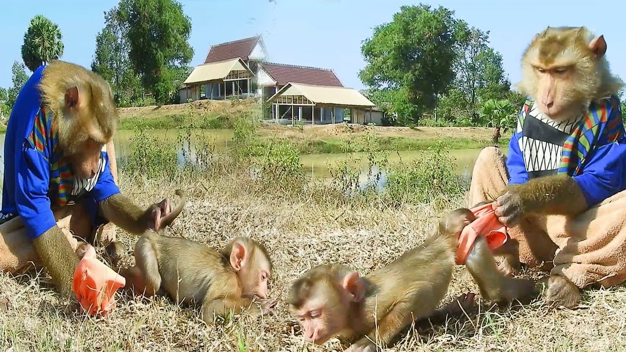 Tiny SokYaa Becomes a Babysitter… Taking Care of Newborns with Love