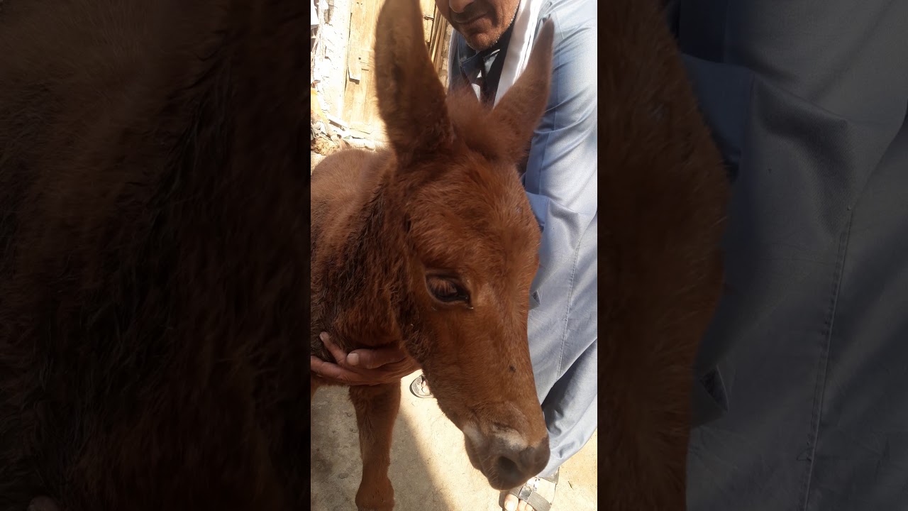 حالة تيتانوس فى حصان صغير acase of tetanus  in young horse