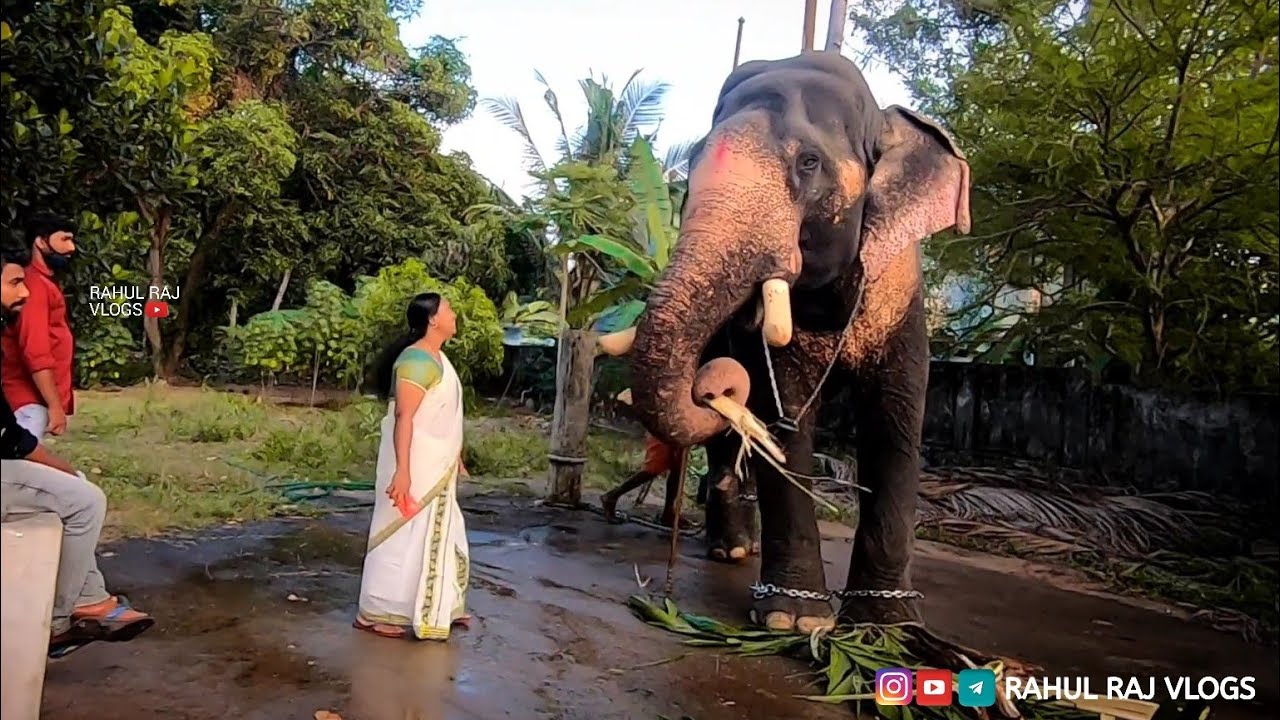 കൊമ്പൊരുക്കിയ ശേഷം വിനായകനും ഉടമ സ്മിത ചേച്ചിയുമൊത്തുള്ള സ്നേഹനിമിഷം | Meenad Vinayakan Elephant