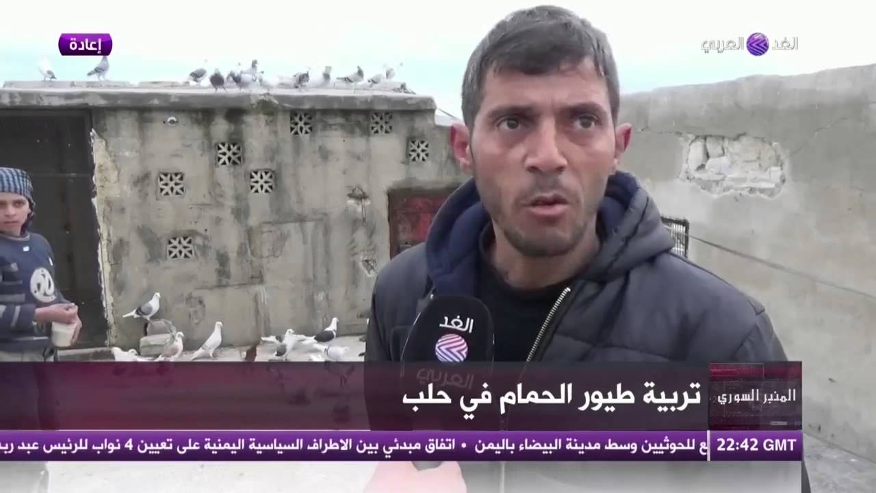 تربية طيور الحمام في حلب رغم المخاطر