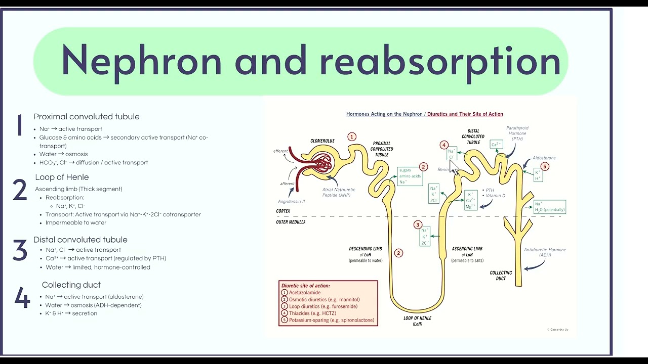 Diuretics- antihypertensive drugs