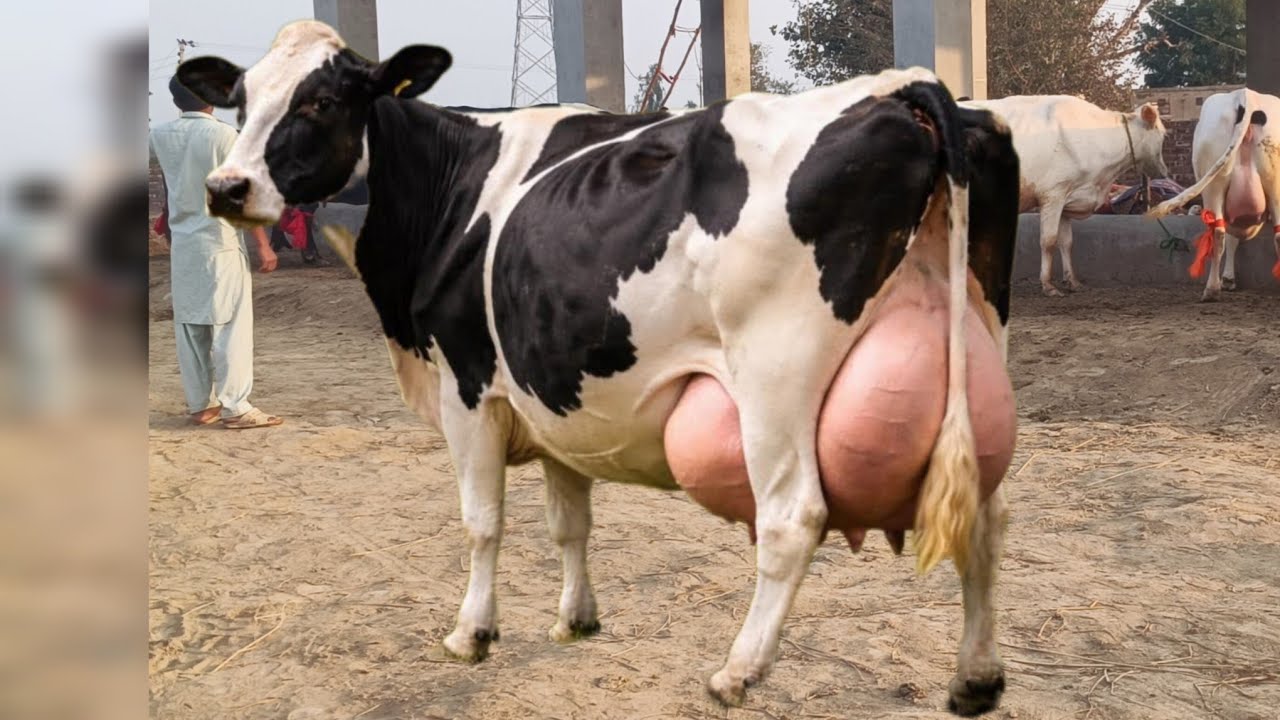 Friesian cholistani cross cow | 
