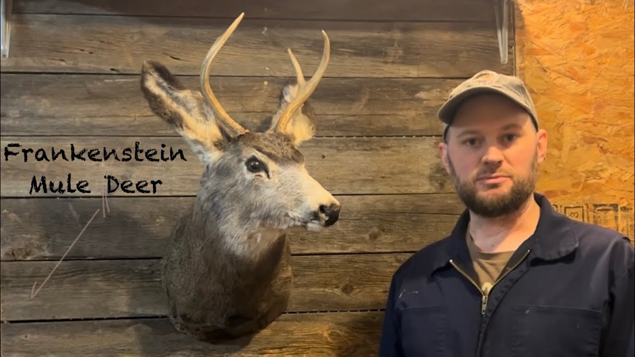 Mounting a Frankenstein Mule Deer