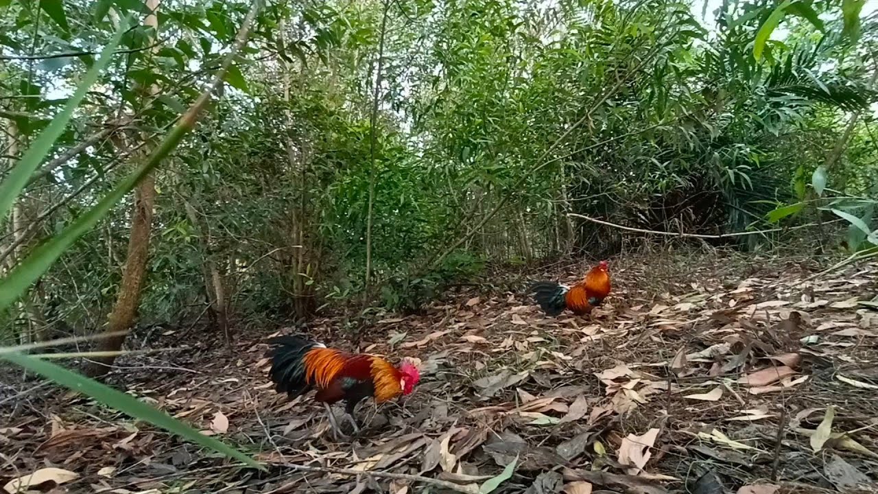 เอาไก่ใหม่ตามไก่รู้ครืน เรียบร้อยครับ
