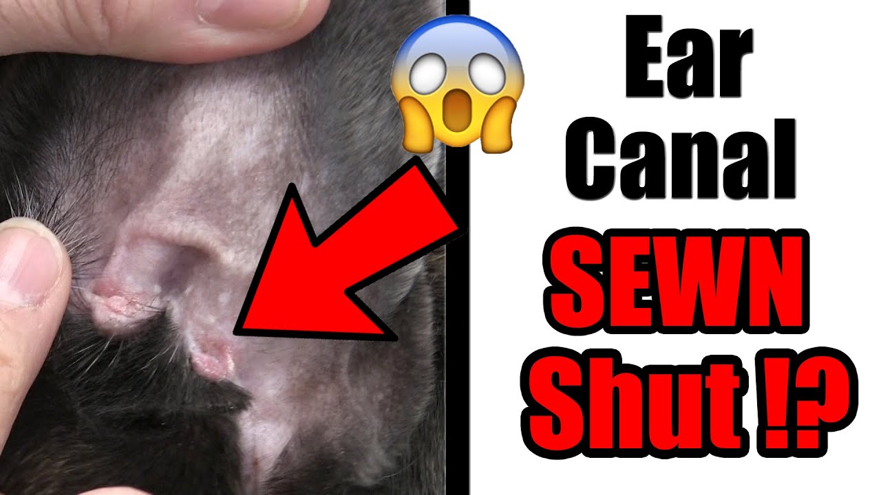 Ear Canal Ablation | French Bulldog