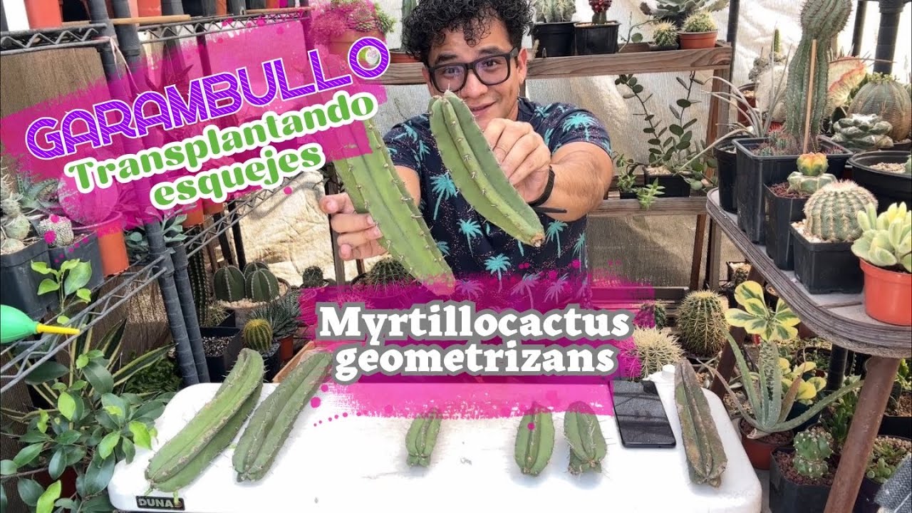 Todo sobre el Cactus Garambullo 🌵 | Cuidados, Riego, Frutos e Injertos