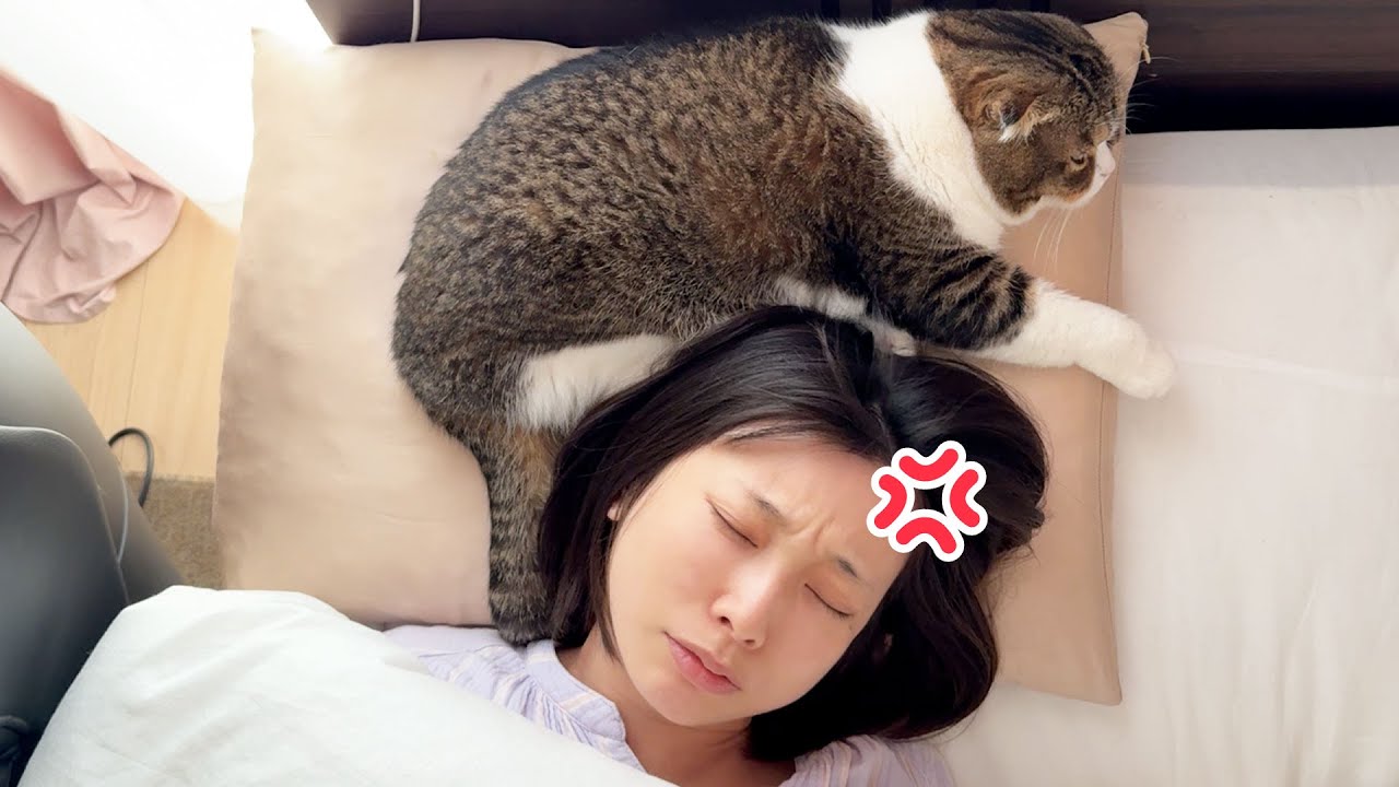 猫に枕を奪われてついにママがキレましたw