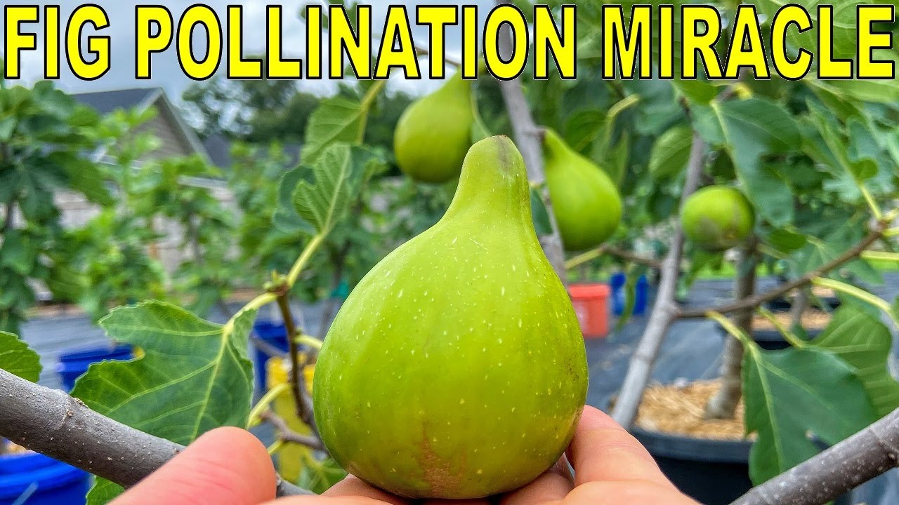 Breeding Figs: The AMAZING Fig Wasp Story And Fig Pollination Science