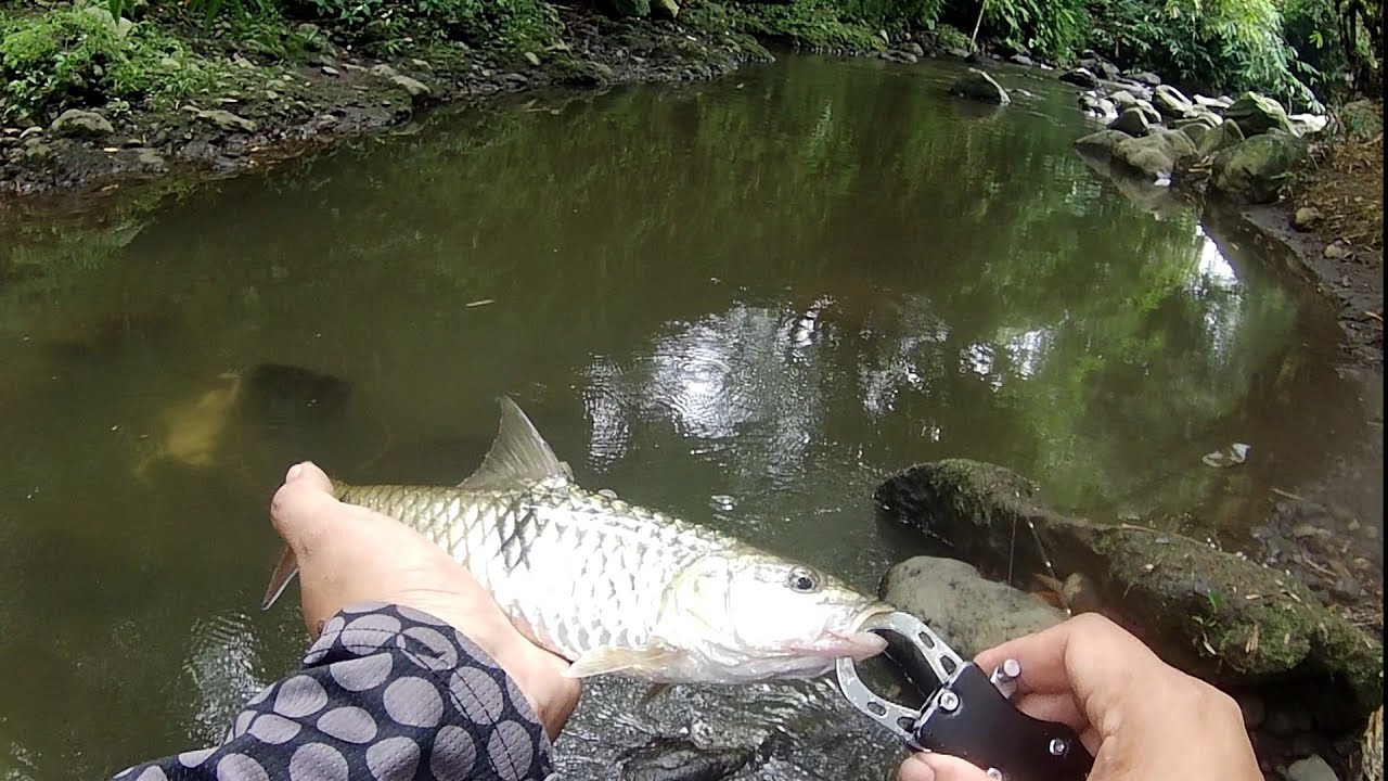 spot casting hampala purbalingga || sungai lembarang