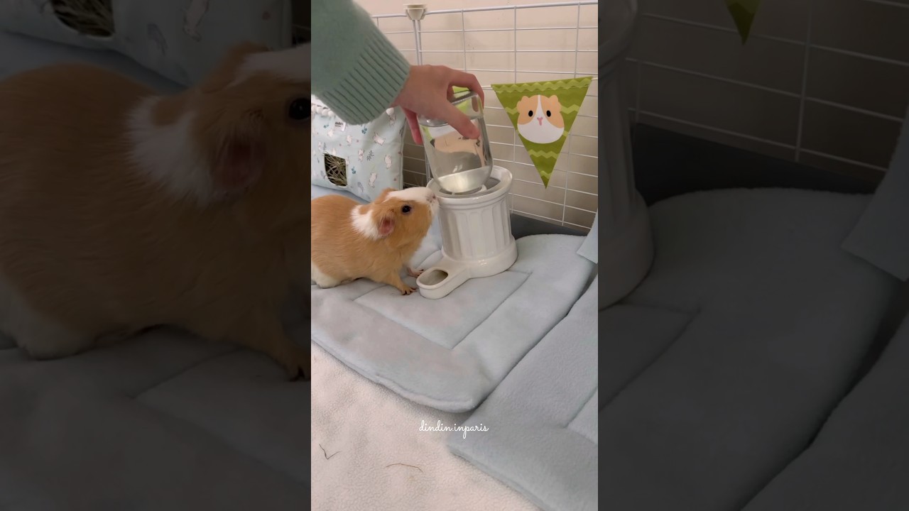 Changing dindin&rsquo;s home to baby blue🩵 #guineapig #animallover #guineapigfun #animalshorts #pets