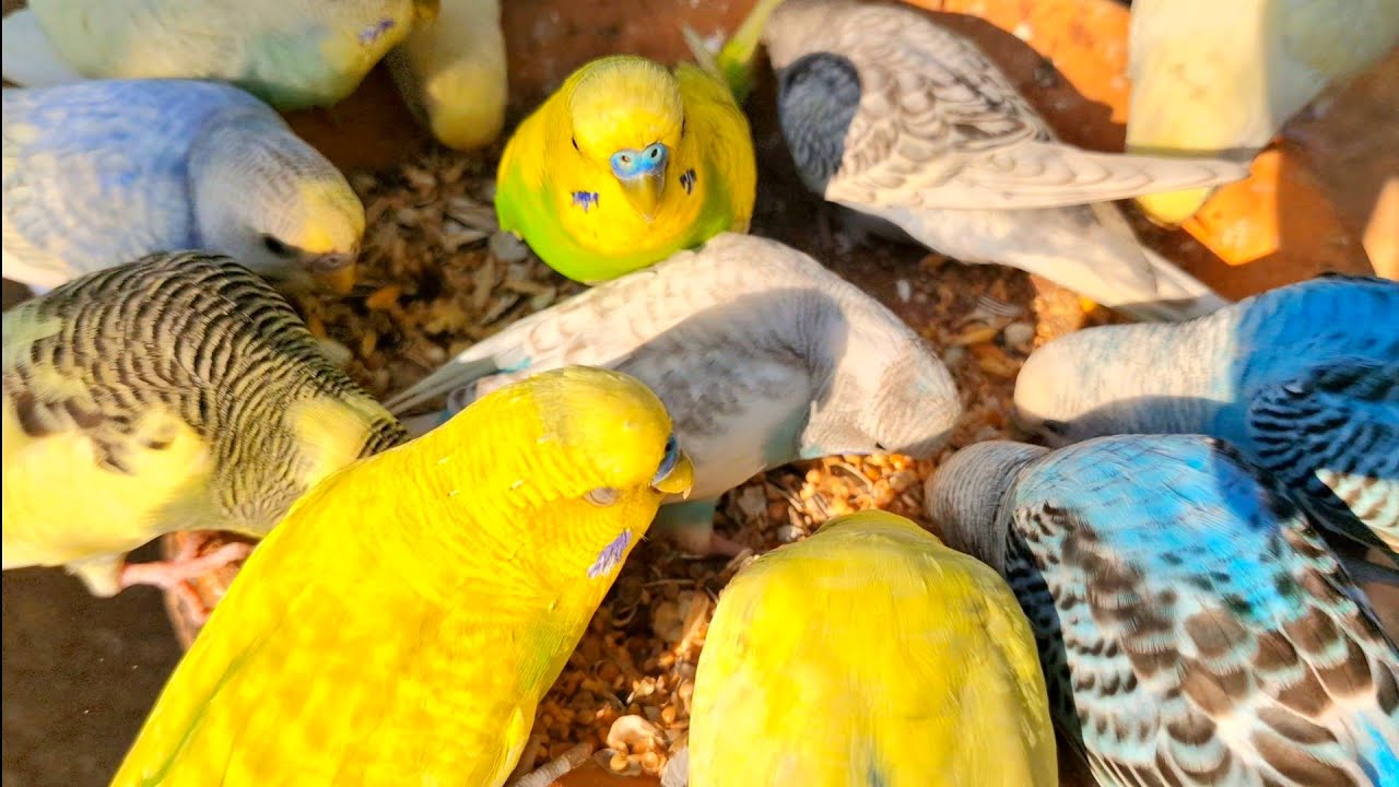 Budgies remain in their favorite place, singing their favorite songs and eating their favorite food.