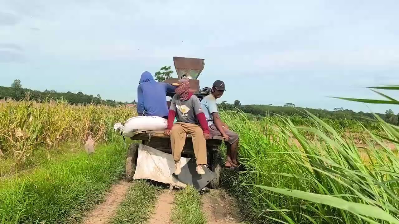 Pindah lokasi giling jagung selanjutnya. 