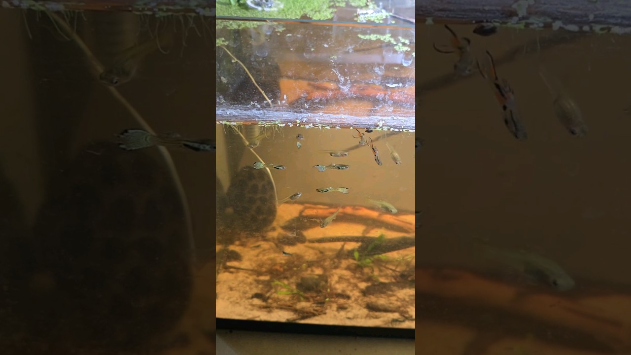 le guppy endler 🐟 #fichefish #poisson #aquarium #guppy #guppyendler #poecilliawingey #fyp