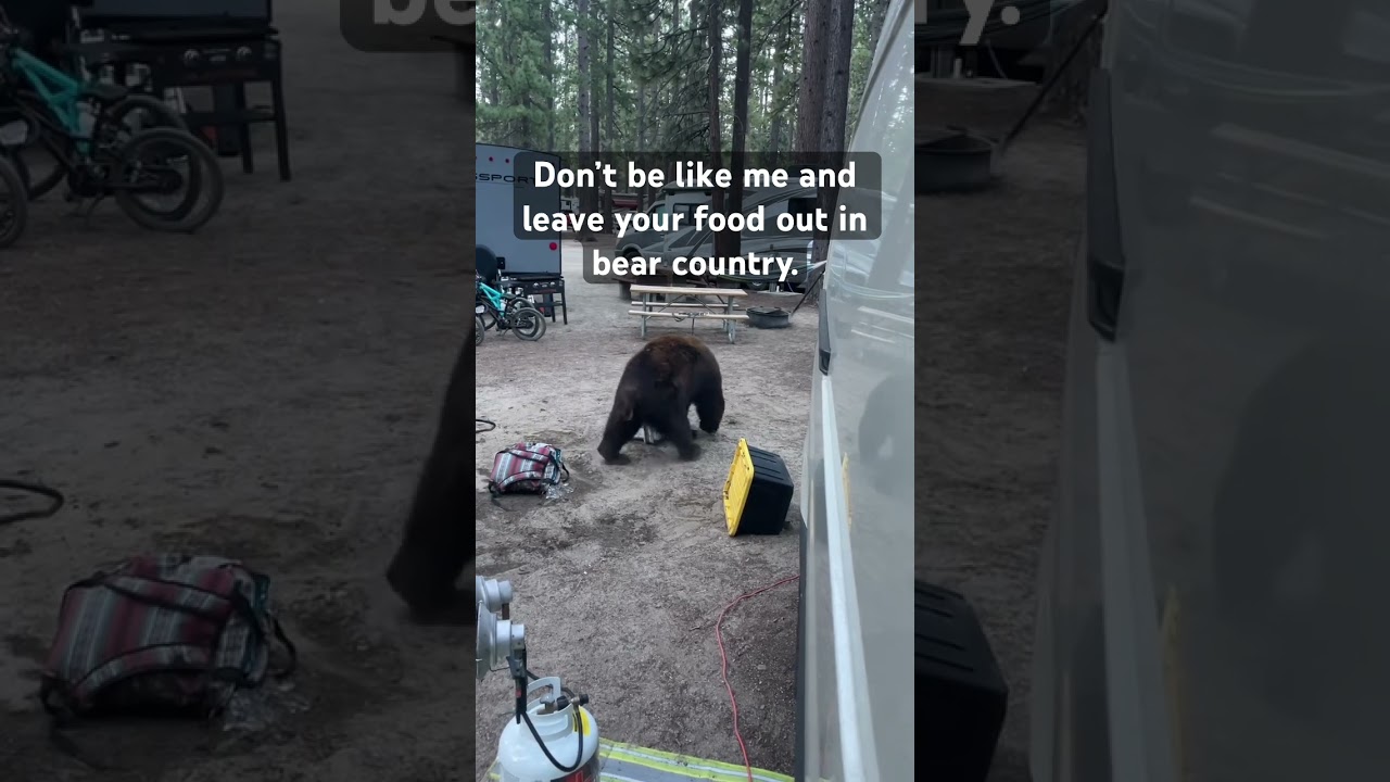 DON&rsquo;T Do THIS While CAMPING! #camping #bears #vanlife #laketahoe #bearcountry