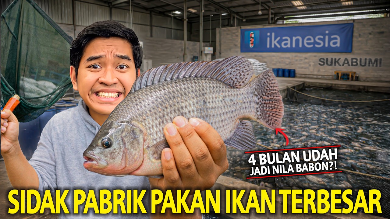 SIDAK PABRIK PAKAN IKAN TERBESAR! NYOBAIN LANGSUNG MAKAN IKAN HASIL PAKAN IKAN PRODUKSI SENDIRI!