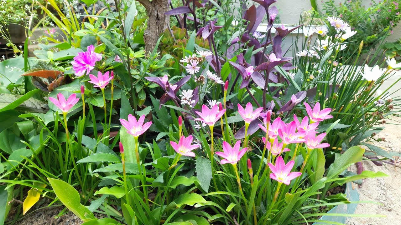 O JARDIM HOJE AMANHECEU, MUITO FLORIDO! #1k #jardim #youtubebrasil 