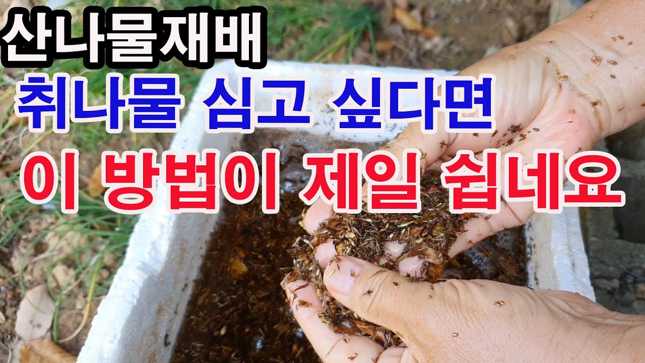 산나물 재배. 취나물 심어 재배하고 싶다면 이 방법이 제일 쉽네요.( 산나물 재배, 산나물 효능, 취나물 이용, 취나물 심는 여러 방법, 취나물 파종 원리, 취나물 가을 파종법)