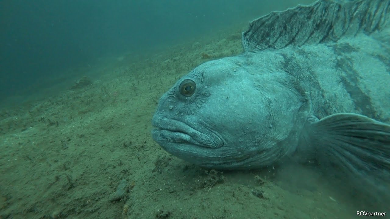 Steinbit filmet ved Lyngør / Catfish near by Lyngør in Norway