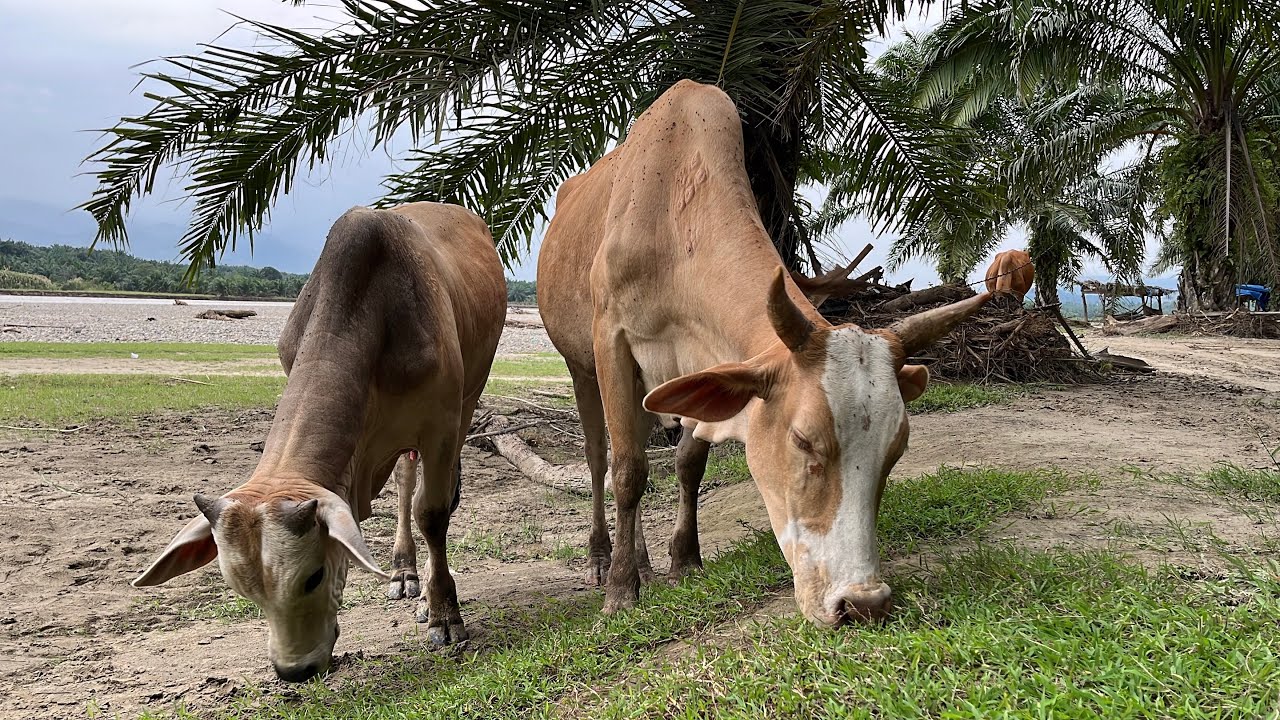 Sedang gembala sapi yang bertanduk🐮