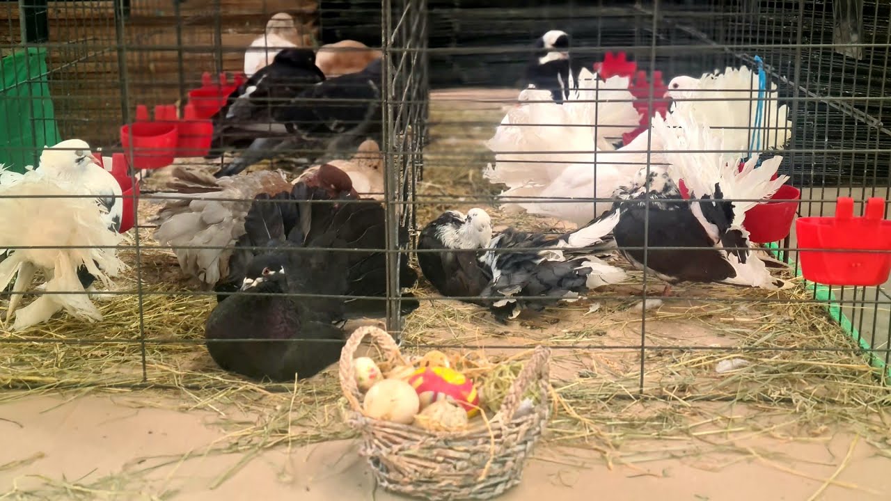 Izložba malih životinja Bjelovarski sajam