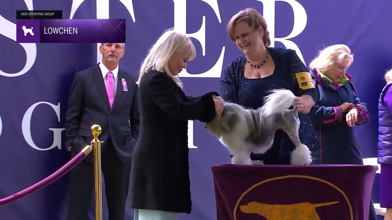 Lowchen | Breed Judging 2024