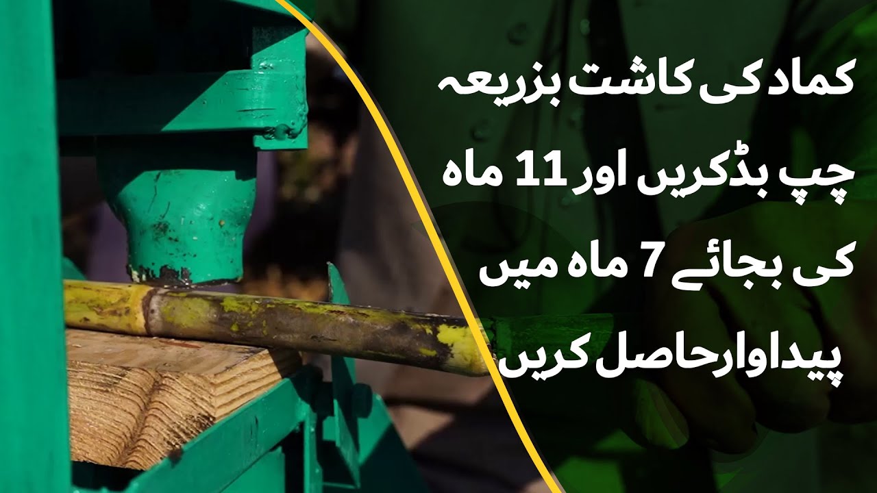 Sugarcane Farming Using Chip Bud Technology in Swabi - High Yield of Sugarcane