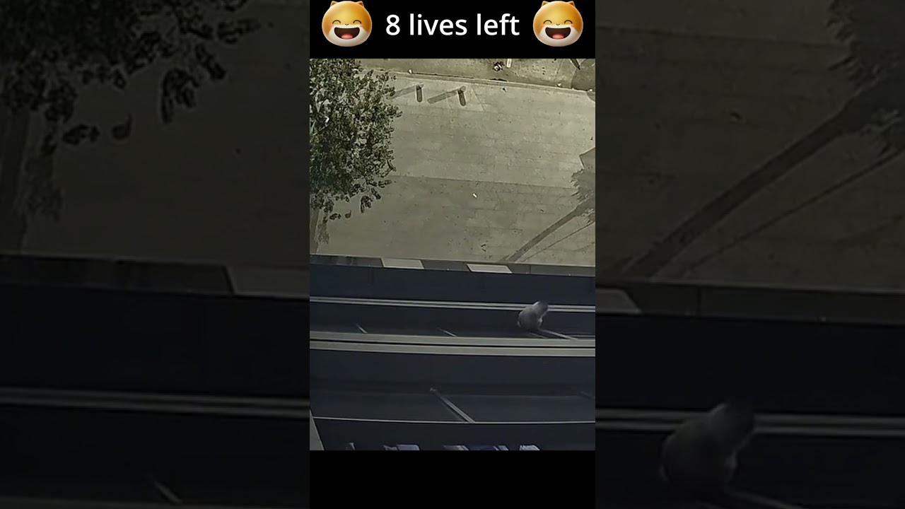 Miracle Cat: Survives Fall from Five Stories High! 🙀