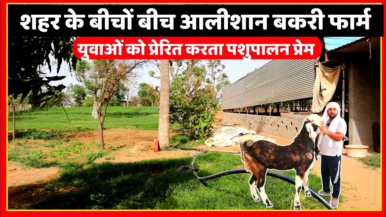 शहर के बीचो बीच आलीशान बकरी फार्म युवाओं को प्रेरित करता गजब पशुपालन प्रेम|| MKD goat farm sikar