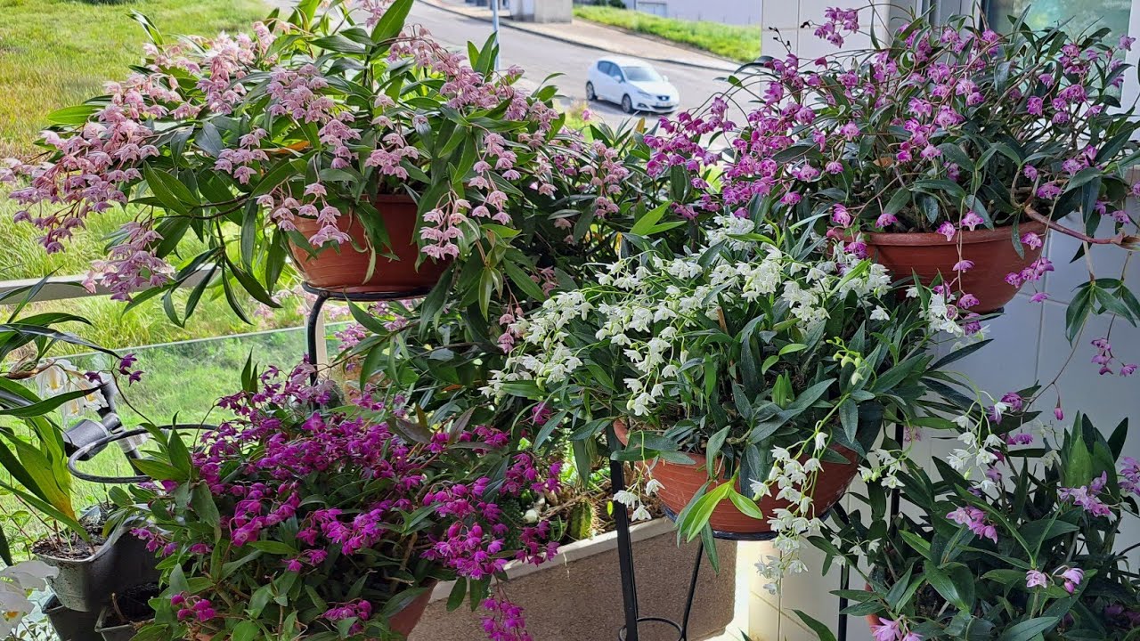 Dendrobium kingianum no seu melhor