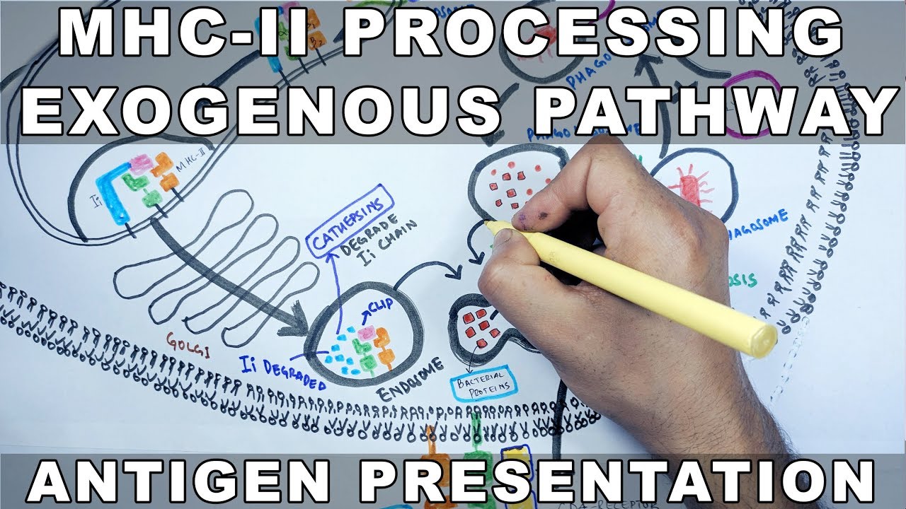 Exogenous Pathway  of Antigen Presentation |  MHC II Processing