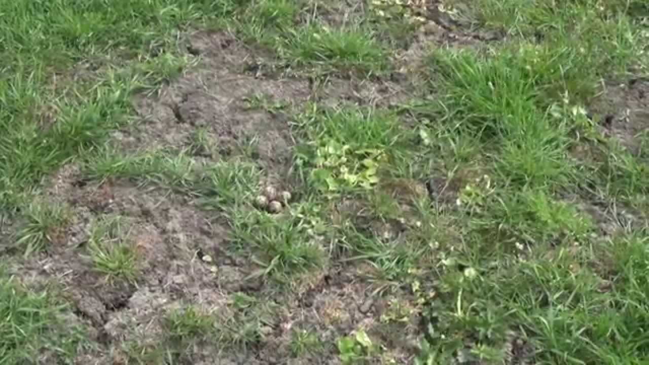 Weidevogelbeheer met veehouder Bote de Boer te Tjerkwerd