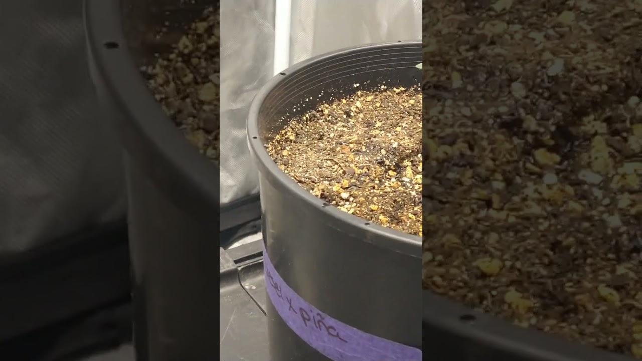 Auto flower update