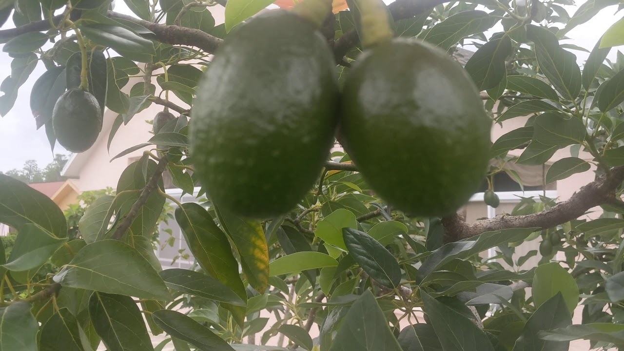 5 year old Bacon avocado loaded with fruit in central Florida