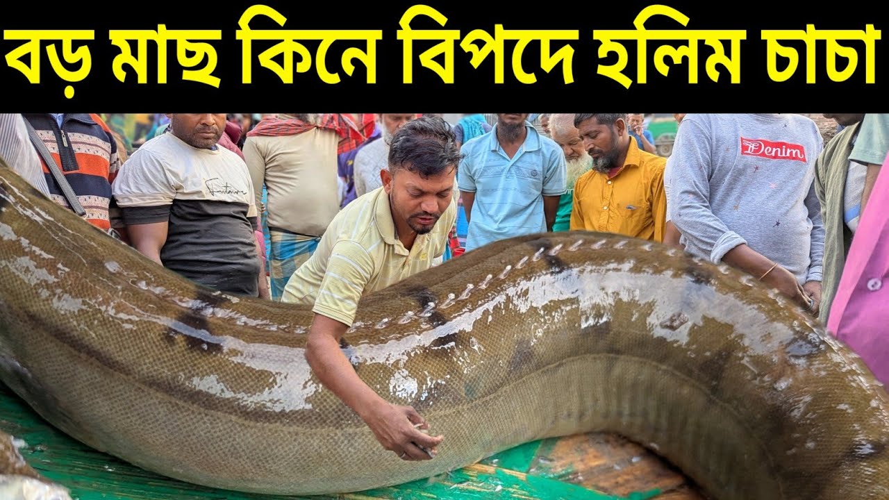 বড় মাছ কিনে বিপদে হালিম চাচা!! নিলামের পরে হাড্ডাহাড্ডি লড়াই। today fish market video.