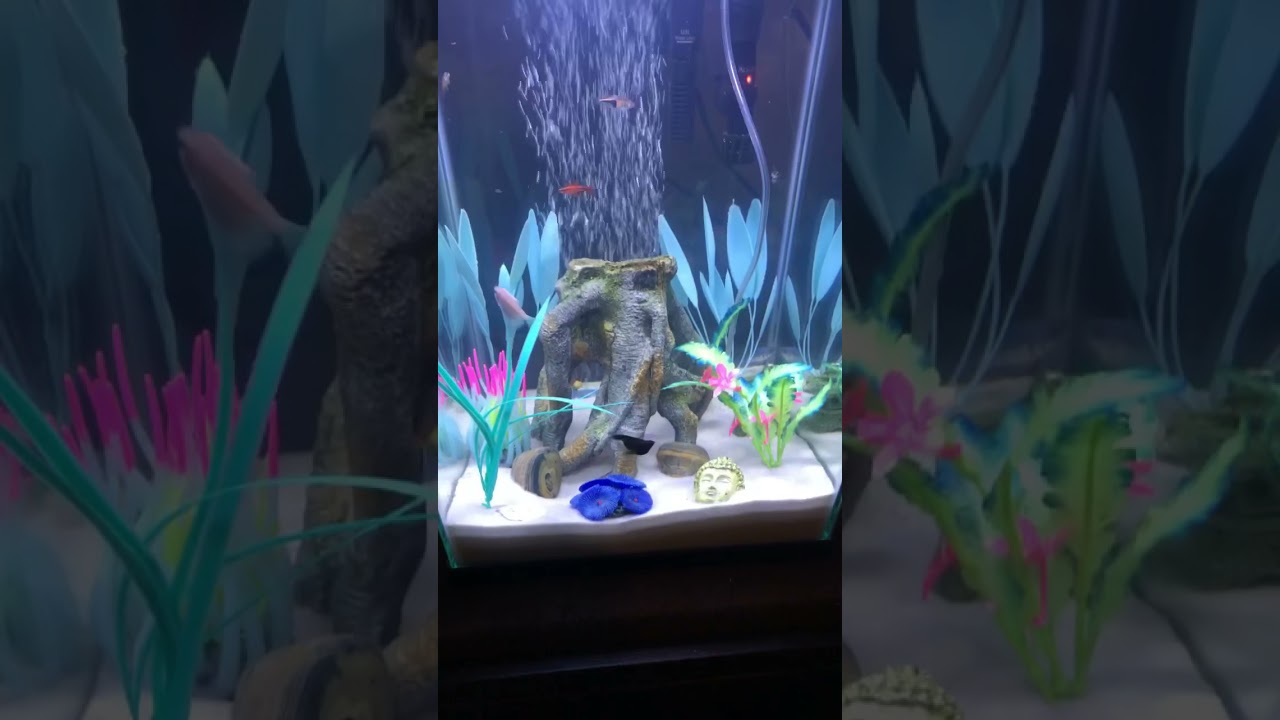 Top fin 10 gallon fascinate tank