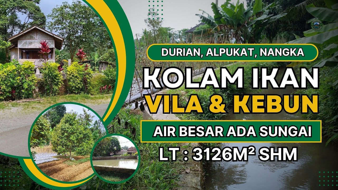 KEBUN DURIAN, ALPUKAT - KOLAM IKAN DAN SAUNG VILA. AIR BESAR ADA SUNGAI.
